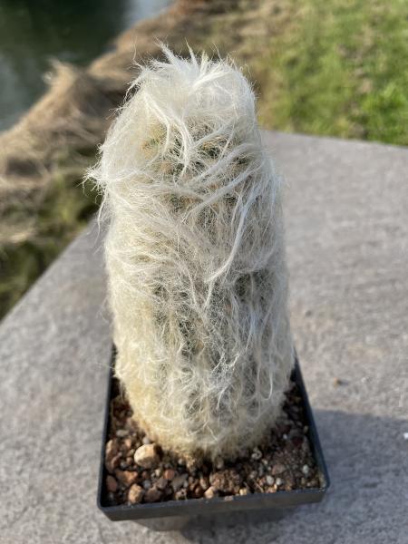 Austrocephalocereus dybowskii